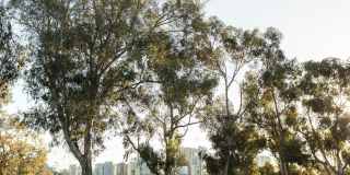 Gema San Diego Townhomes Gallery 35