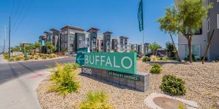 Buffalo at Desert Shores Gallery 26