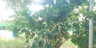 4322 Fir - 2/Bed 1/Bath - $1275.00/month Gallery 18