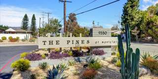The Pines Apartments Gallery 7