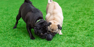 Greenside Gallery 25