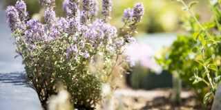 Vivo on Harbor Gallery 38