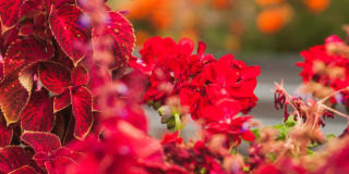 The Savoy at Lake City - 55+ Senior Living Community Gallery 16