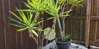 5921 NORMA PECHERO LN. Gallery 36