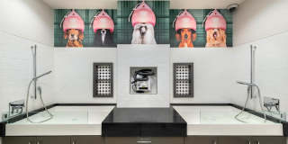 Aster Aster Gallery 13