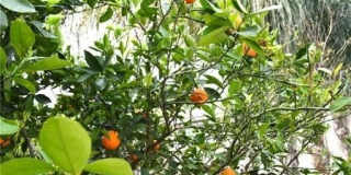 16204 Crane Court Gallery 24