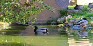 Modern 2-Bedroom Condo with Pool and Koi Pond Views Gallery 40