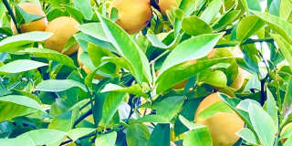 58 Stanford Court, Novato, Ca. Gallery 22