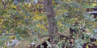209 MISTY POND Terrace Gallery 17