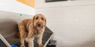 Avalon Towson Gallery 39