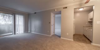 Tarpis Woods Gallery 3