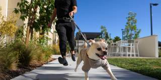 Senior Housing- Palmia, Age 55+ Luxury Apartments Gallery 32