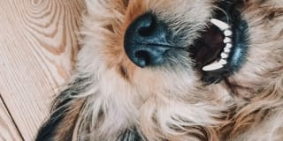 Chapel Creek Gallery 11