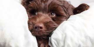 Starlight Gallery 30