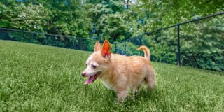 Whisper Creek Gallery 9