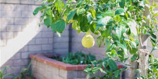 183 S Starflower Gallery 27