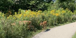 5915 N Artesian Avenue unit: Gdn Gallery 12