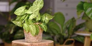 Dover Pointe Gallery 2