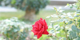 183 S Starflower Gallery 28