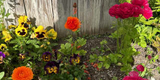 4830 Amalfi Way Gallery 12