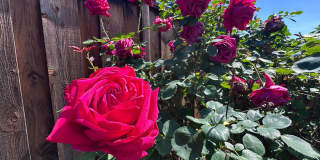 THIS is YOUR home, stunning 4/2 w/ AC, near Foothills Gallery 10