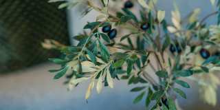 Isla Palmetto Gallery 16