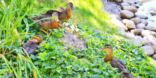 Springs of Royal Oaks Gallery 37