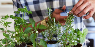 Overture Daniel Island Age 55+ Apartment Homes Gallery 26