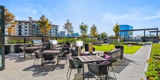 Aster Aster Gallery 9