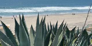 Sea Chase (Acacia Avenue) Gallery 1