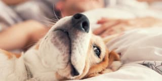 Boardwalk by Windsor Gallery 55