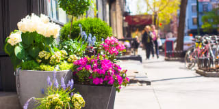 Avana Evergreen Gallery 63