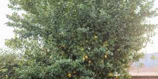 54155 Cananero Cir Gallery 46