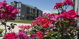 Carolina Village Gallery 1