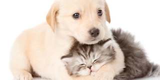 Luxury single-family home with inclusive water, sewer, and garbage Gallery 82