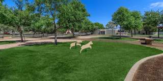 Aster on University Gallery 20