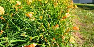 University Garden Apartment Homes Gallery 103