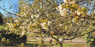 Charming 4BR Home with Huge Yard - W/D and Garage Gallery 11