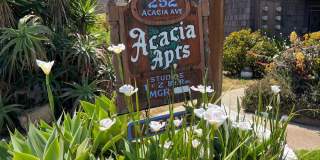 Sea Chase (Acacia Avenue) Gallery 15