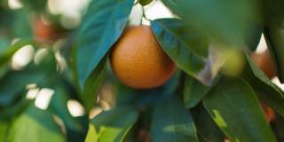 Prime Old Town Orange location Gallery 23