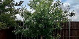 220 Evening Sun Drive Gallery 15