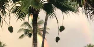 Tropical oasis Gallery 13