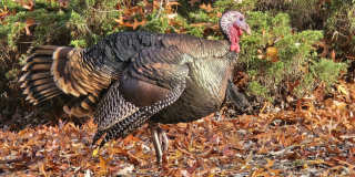 Witham Village Gallery 15