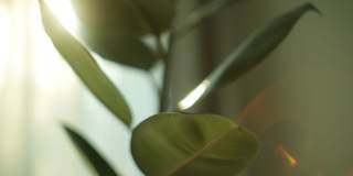 Appletree Gallery 6