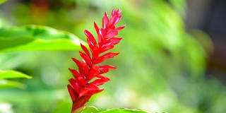 Coconut Inn Gallery 17