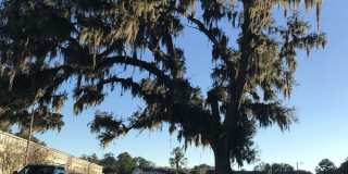 324 Laurel Oak Lane Gallery 43