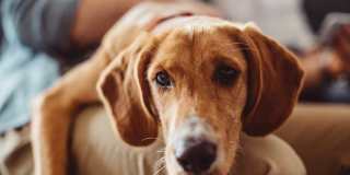 Hunt Club Gallery 15