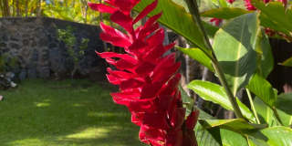 Tropical oasis Gallery 4