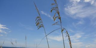 Vero Beach Rentals. Vero Beach Homes For Rent. Vero Beach Rent, LLC and Property Management Company Gallery 50