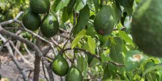 Luxurious Oceanview Getaway w/Private Pool & Spa and Serene Lanai - Piko Nani Gallery 58